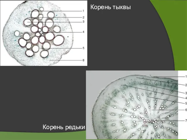 Корень тыквы Корень редьки