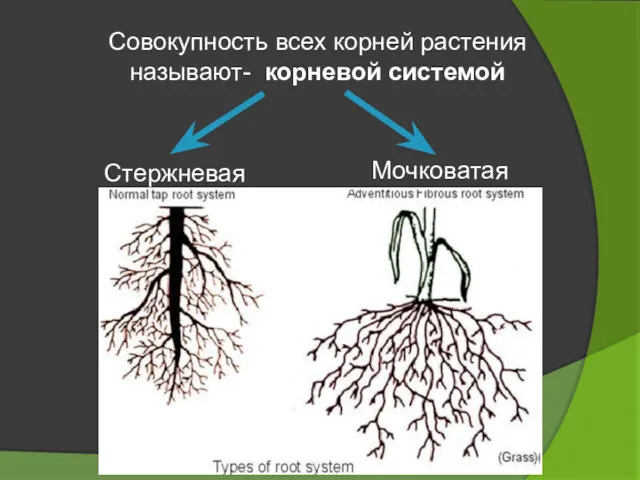 Совокупность всех корней растения называют- корневой системой Стержневая Мочковатая