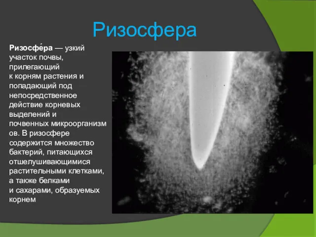 Ризосфера Ризосфе́ра — узкий участок почвы, прилегающий к корням растения