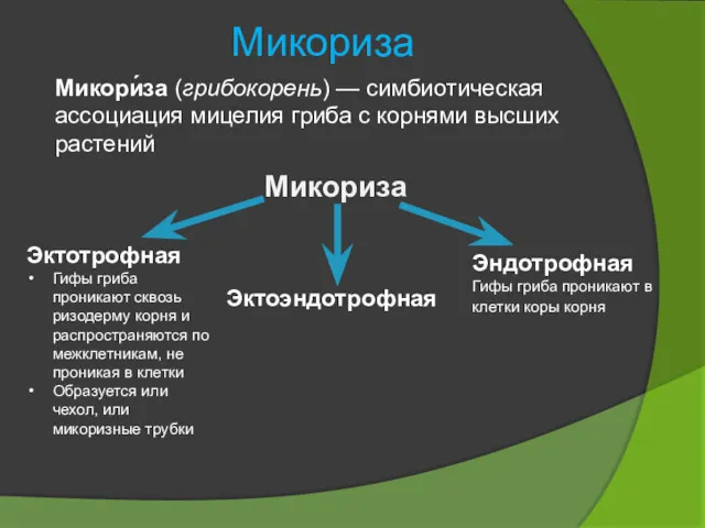 Микориза Микори́за (грибокорень) — симбиотическая ассоциация мицелия гриба с корнями