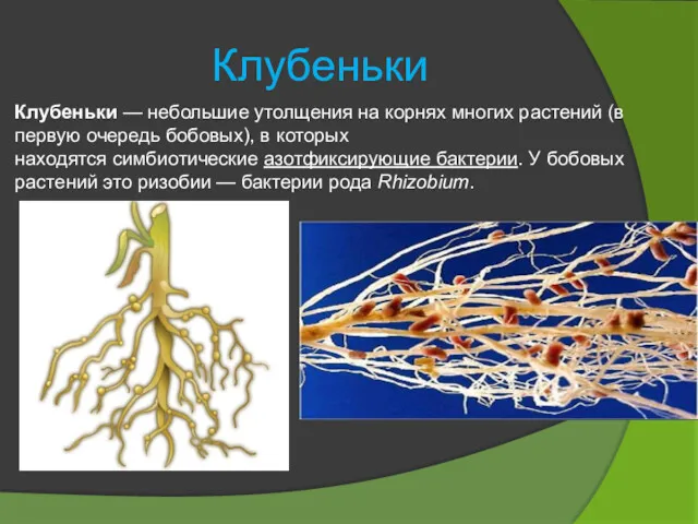 Клубеньки Клубеньки — небольшие утолщения на корнях многих растений (в