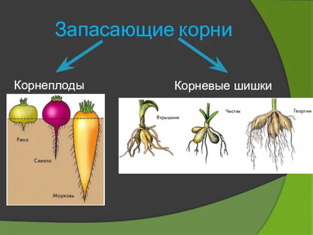 Запасающие корни Корнеплоды Корневые шишки