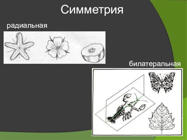 Симметрия билатеральная радиальная