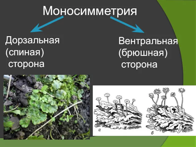 Моносимметрия Дорзальная (спиная) сторона Вентральная (брюшная) сторона