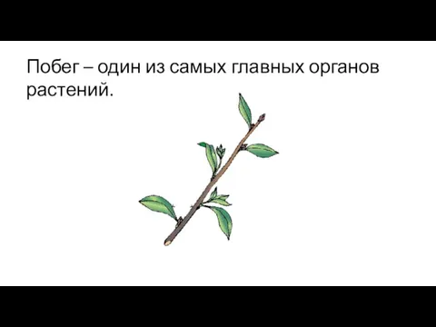 Побег – один из самых главных органов растений.