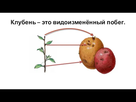 Клубень – это видоизменённый побег.