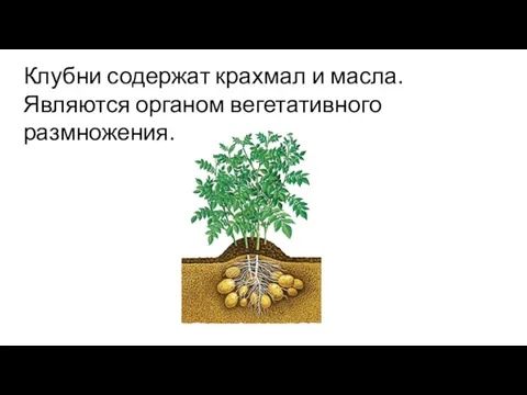 Клубни содержат крахмал и масла. Являются органом вегетативного размножения.