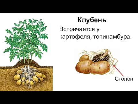 Клубень Встречается у картофеля, топинамбура. Столон