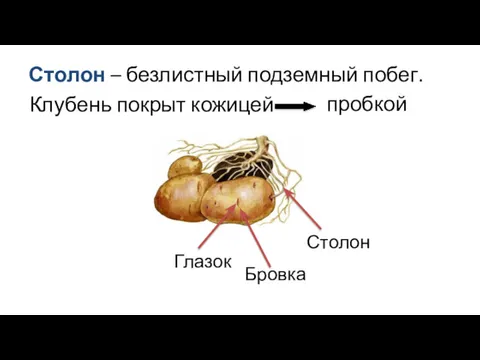 Столон – безлистный подземный побег. Столон Клубень покрыт кожицей пробкой Бровка Глазок