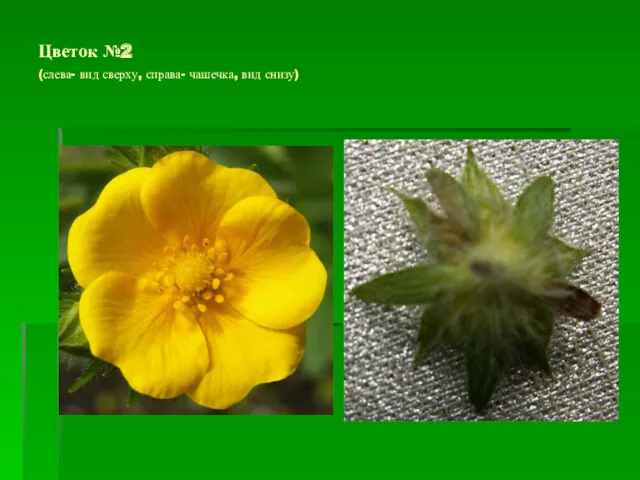 Цветок №2 (слева- вид сверху, справа- чашечка, вид снизу)