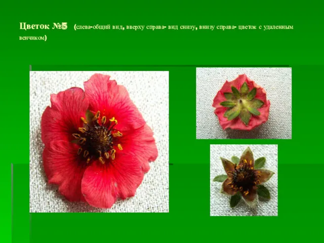 Цветок №5 (слева-общий вид, вверху справа- вид снизу, внизу справа- цветок с удаленным венчиком)