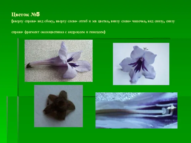 Цветок №5 (вверху справа- вид сбоку, вверху слева- отгиб и зев цветка, внизу