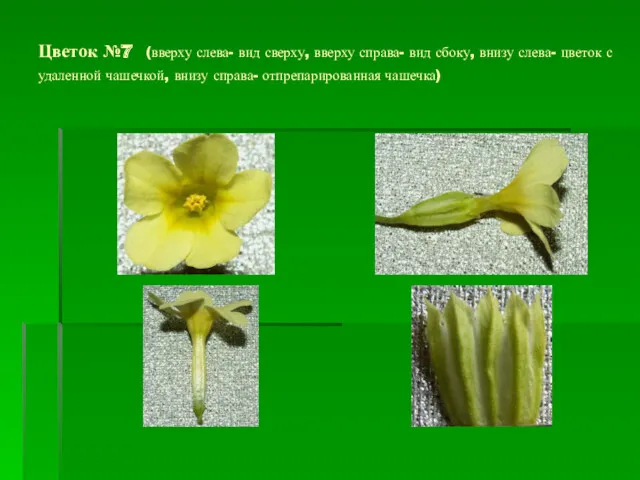 Цветок №7 (вверху слева- вид сверху, вверху справа- вид сбоку, внизу слева- цветок