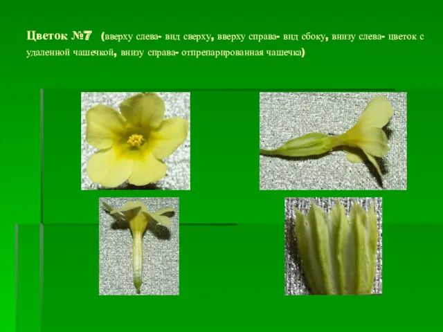 Цветок №7 (вверху слева- вид сверху, вверху справа- вид сбоку,