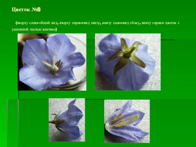 Цветок №8 (вверху слева-общий вид, вверху справа-вид снизу, внизу слева-вид сбоку, внизу справа-