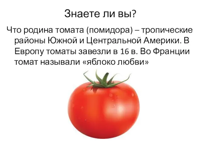 Знаете ли вы? Что родина томата (помидора) – тропические районы