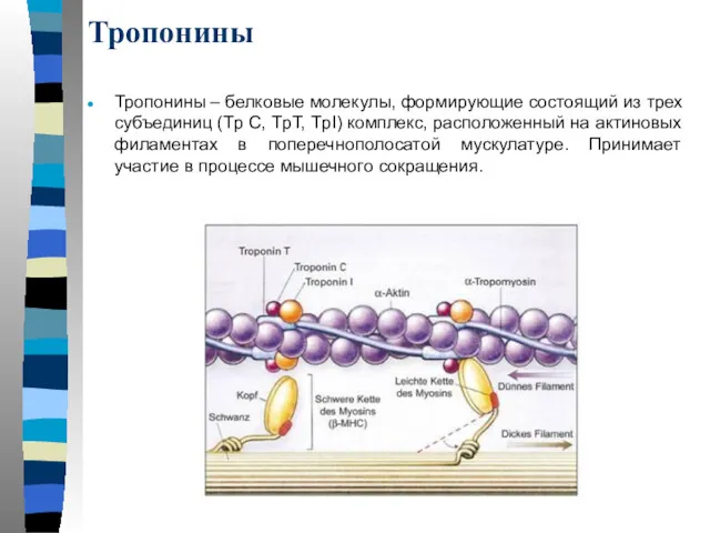 Тропонины Тропонины – белковые молекулы, формирующие состоящий из трех субъединиц