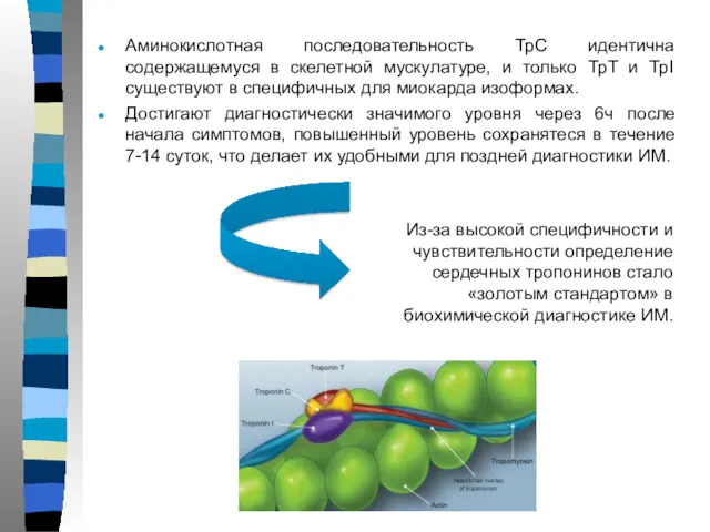 Аминокислотная последовательность ТрС идентична содержащемуся в скелетной мускулатуре, и только