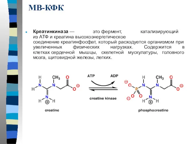 МВ-КФК Креатинкиназа — это фермент, катализирующий из АТФ и креатина
