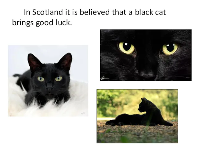 In Scotland it is believed that a black cat brings good luck.