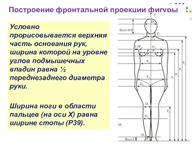 Построение фронтальной проекции фигуры Условно прорисовывается верхняя часть основания рук,