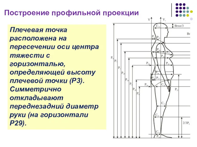 Построение профильной проекции Плечевая точка расположена на пересечении оси центра