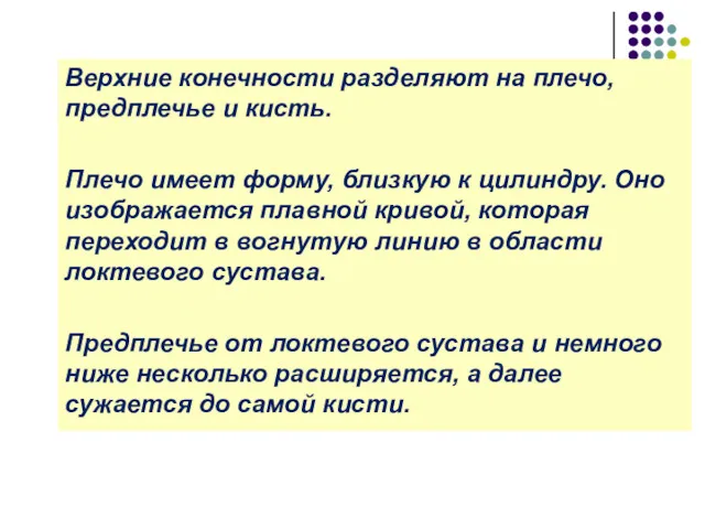 Верхние конечности разделяют на плечо, предплечье и кисть. Плечо имеет