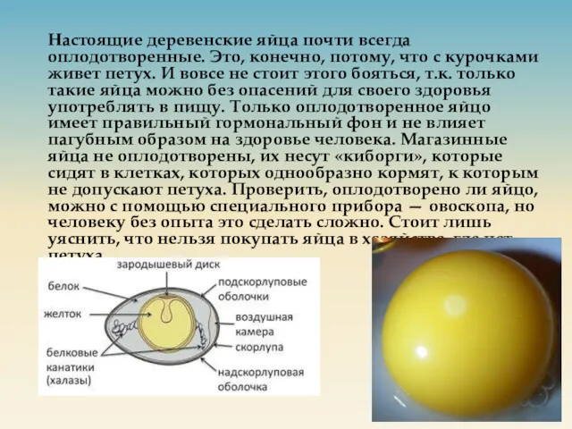 Настоящие деревенские яйца почти всегда оплодотворенные. Это, конечно, потому, что