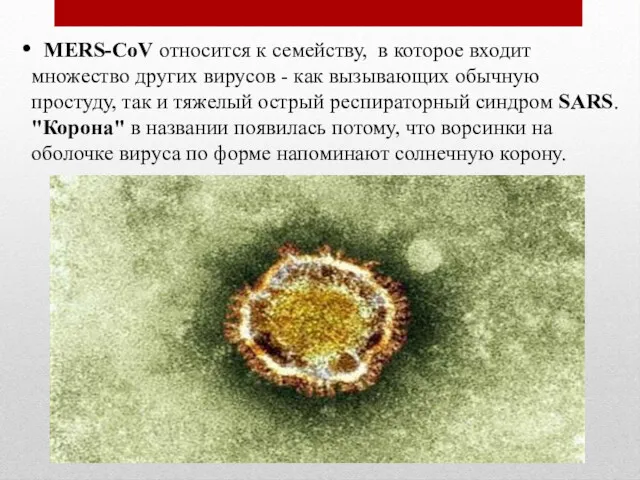 MERS-CoV относится к семейству, в которое входит множество других вирусов