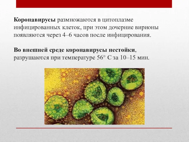Коронавирусы размножаются в цитоплазме инфицированных клеток, при этом дочерние вирионы