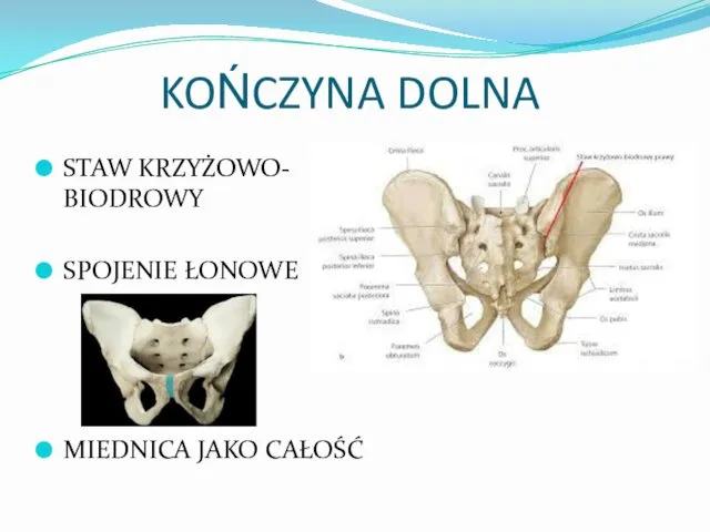 KOŃCZYNA DOLNA STAW KRZYŻOWO- BIODROWY SPOJENIE ŁONOWE MIEDNICA JAKO CAŁOŚĆ