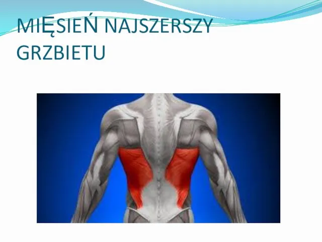 MIĘSIEŃ NAJSZERSZY GRZBIETU