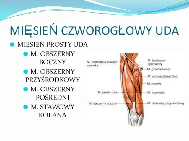 MIĘSIEŃ CZWOROGŁOWY UDA MIĘSIEŃ PROSTY UDA M. OBSZERNY BOCZNY M.