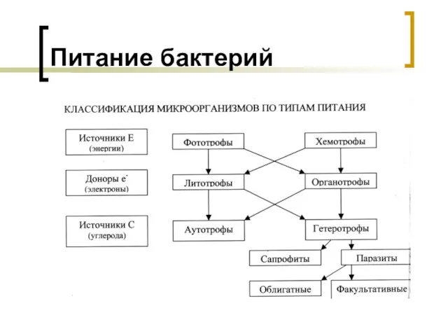 Питание бактерий