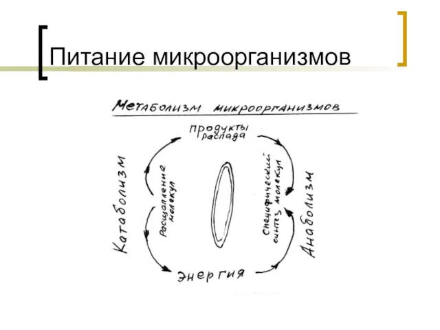 Питание микроорганизмов