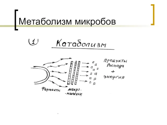 Метаболизм микробов