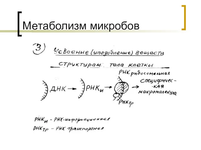 Метаболизм микробов