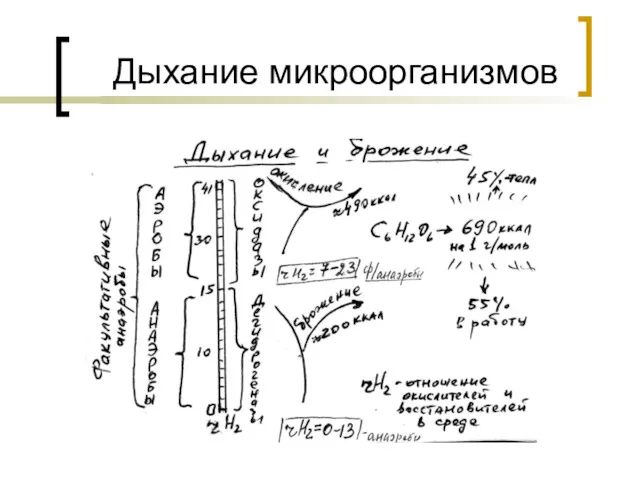 Дыхание микроорганизмов