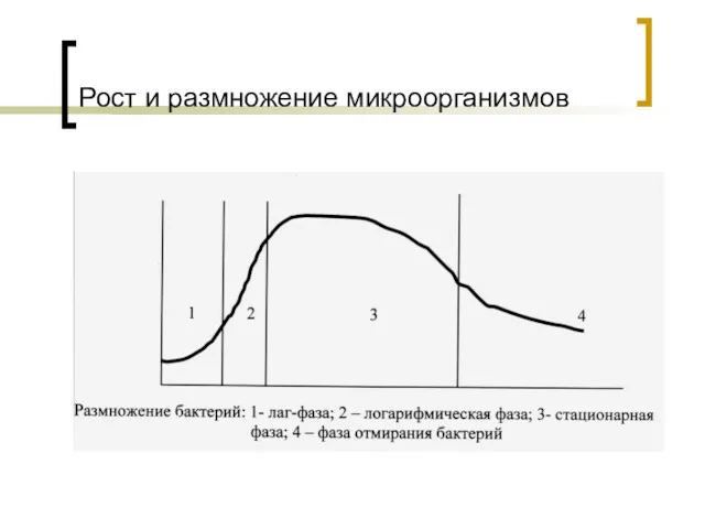 Рост и размножение микроорганизмов