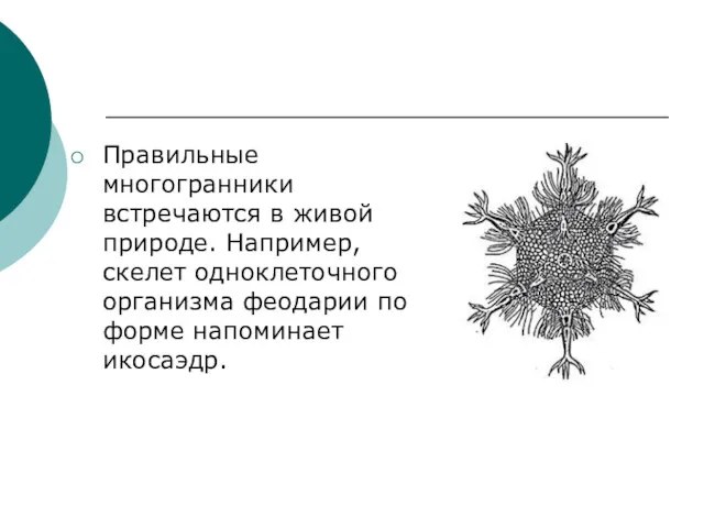 Правильные многогранники встречаются в живой природе. Например, скелет одноклеточного организма феодарии по форме напоминает икосаэдр.