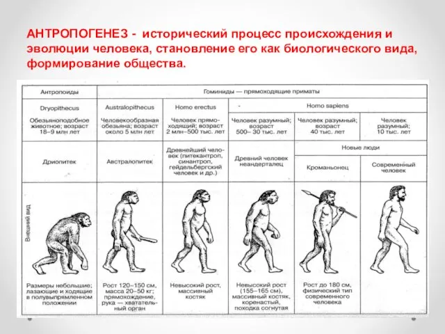 АНТРОПОГЕНЕЗ - исторический процесс происхождения и эволюции человека, становление его как биологического вида, формирование общества.