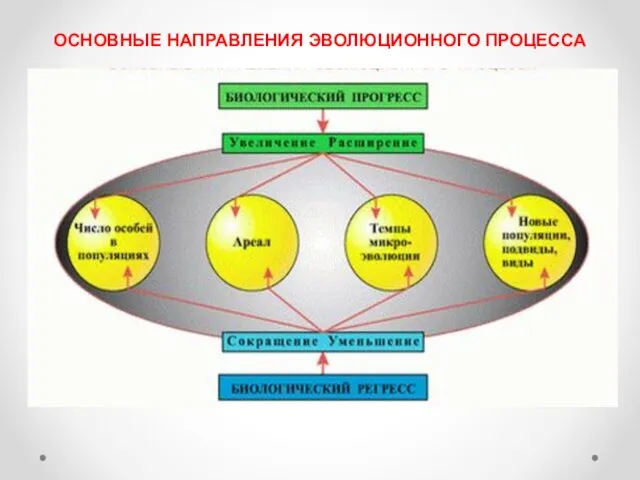 ОСНОВНЫЕ НАПРАВЛЕНИЯ ЭВОЛЮЦИОННОГО ПРОЦЕССА