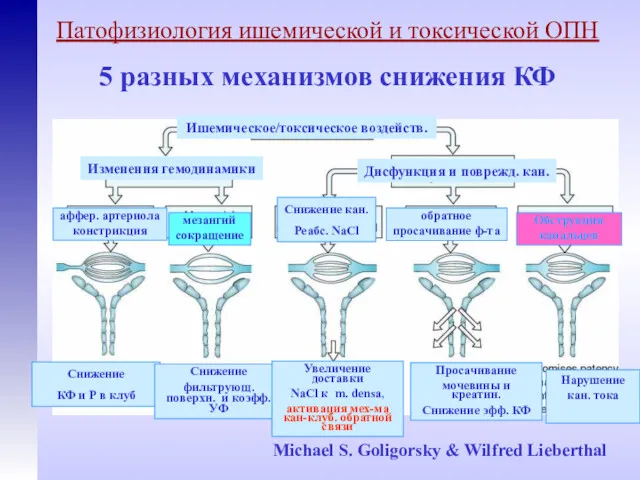 Michael S. Goligorsky & Wilfred Lieberthal Патофизиология ишемической и токсической