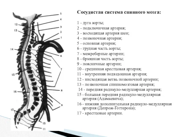 Сосудистая система спинного мозга: 1 - дуга аорты; 2 -