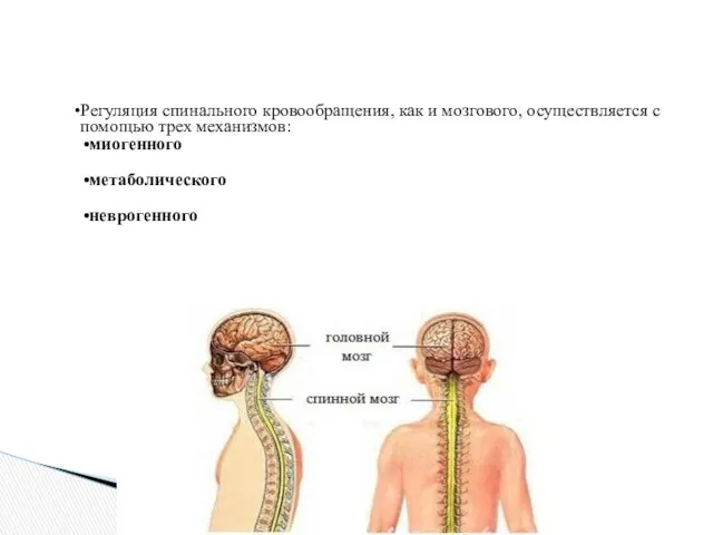 Регуляция спинального кровообращения, как и мозгового, осуществляется с помощью трех механизмов: миогенного метаболического неврогенного