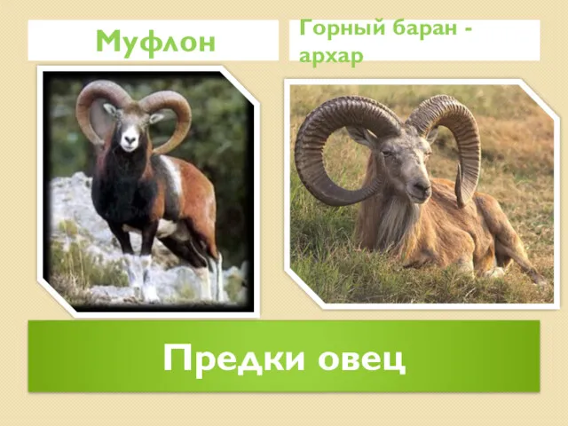 Предки овец Муфлон Горный баран - архар