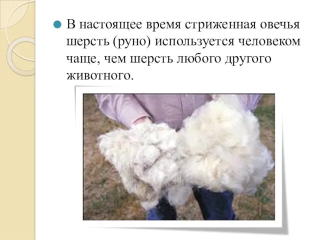 В настоящее время стриженная овечья шерсть (руно) используется человеком чаще, чем шерсть любого другого животного.