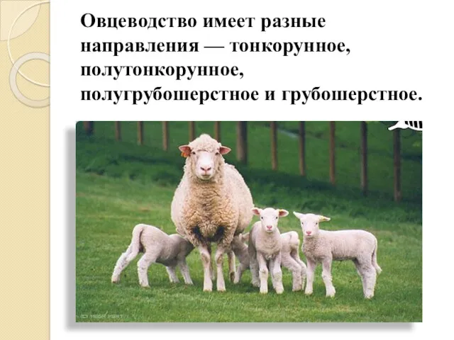 Овцеводство имеет разные направления — тонкорунное, полутонкорунное, полугрубошерстное и грубошерстное.