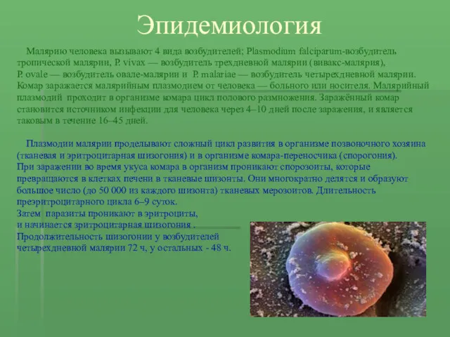 Эпидемиология Малярию человека вызывают 4 вида возбудителей; Plasmodium falciparum-возбудитель тропической