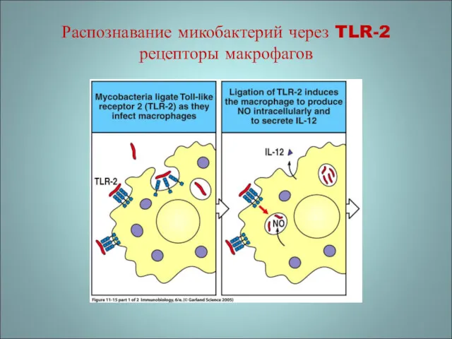 Распознавание микобактерий через TLR-2 рецепторы макрофагов